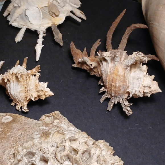 Iridescent Abalone Shell - Picture 4 of 15